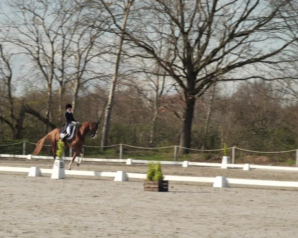 Reitturnier Scharnebeck 2021
