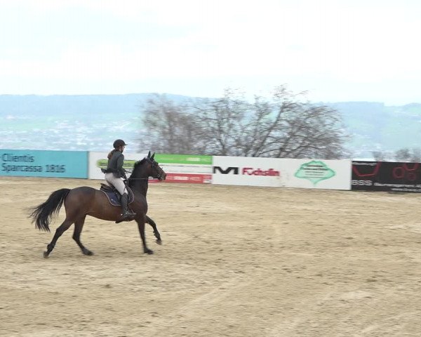 Reitturnier Wädenswil 2021
