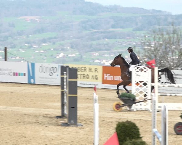 Reitturnier Wädenswil 2021