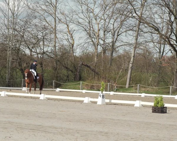 Reitturnier Scharnebeck 2021