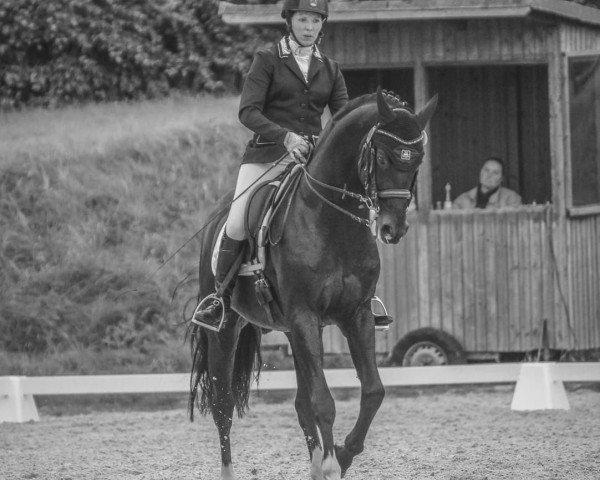 stallion Mönchshof's San Sebastian (German Warmblood, 2009, from Sandro Hit)