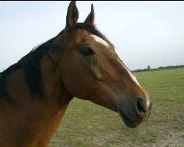 broodmare Paloma B (Hanoverian, 1990, from Pik Bube II)