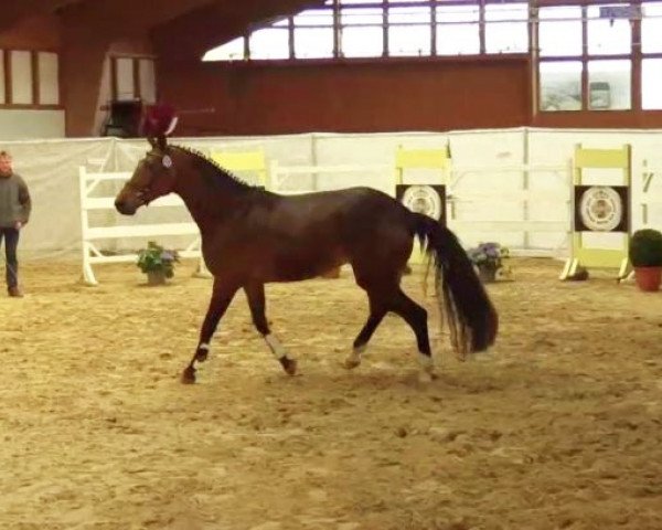 Springpferd Carisma WE (Rheinländer, 2011, von Cassini Boy Junior)