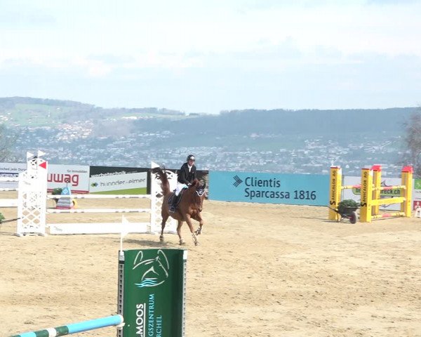 Reitturnier Wädenswil 2021
