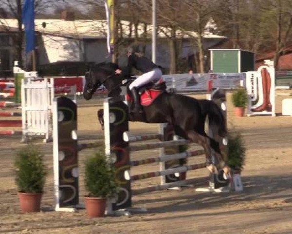 jumper Santana E. (Westphalian, 2003, from Sonetto)