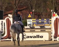 jumper Cadena 3 (Westphalian, 2008, from Contini)