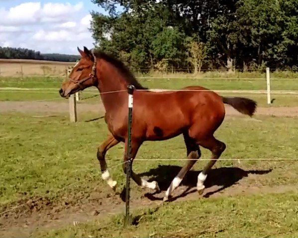 Pferd Harmonie (Deutsches Reitpferd, 2015, von Hero)