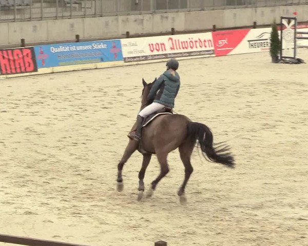 Reitturnier Westergellersen 2021