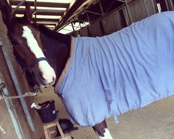 jumper Carla Columna 32 (Zangersheide riding horse, 2010, from JK Horsetrucks Commanchi)