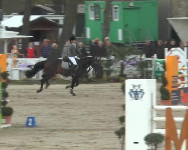 Deckhengst Aleqs (Schwedisches Warmblut, 2001, von Quite Easy I) Deckhengst Aleqs (Schwedisches Warmblut, 2001, von Quite Easy I)