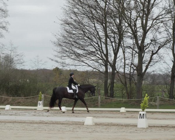 Reitturnier Scharnebeck 2021