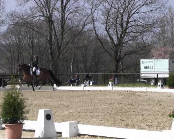 dressage horse Otto's Welthit (Oldenburg, 2003, from Welt Hit VI)