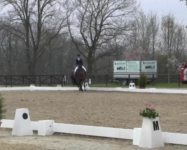 dressage horse Donner Karlsson (Westphalian, 2005, from De Kooning)