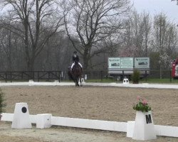 dressage horse Donner Karlsson (Westphalian, 2005, from De Kooning)