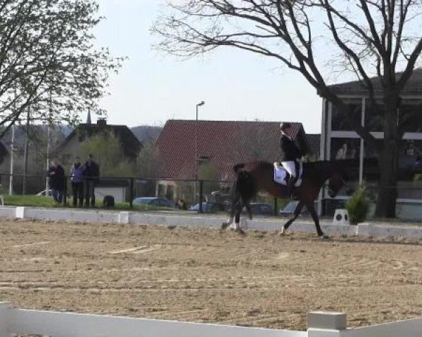 dressage horse Las Vegas - Ra (Hanoverian, 2008, from Lauries Crusador xx)