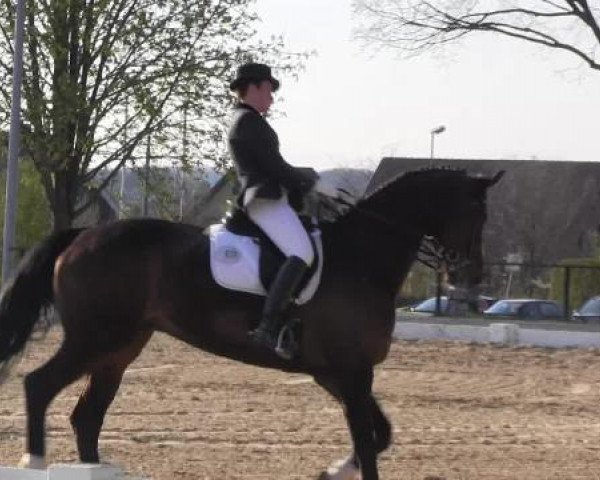 dressage horse Leo Luciano (Oldenburg, 2005, from Licotus) dressage horse Leo Luciano (Oldenburg, 2005, from Licotus)