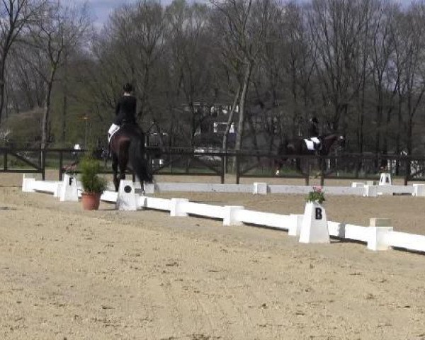 dressage horse Bert S (Westphalian, 2000, from Beltain)