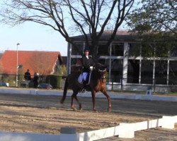 broodmare Quincy Delia M (Hanoverian, 2008, from Quaterback)