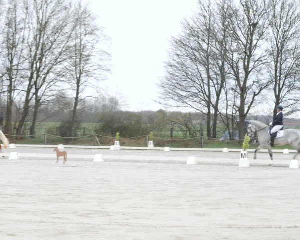 Reitturnier Scharnebeck 2021
