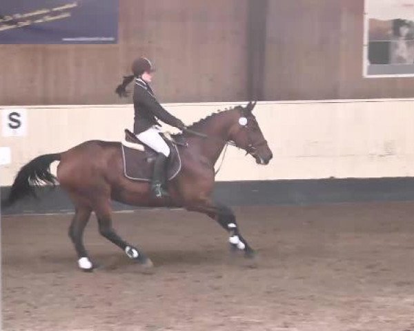 Springpferd Köpenick 6 (Württemberger, 2006, von Köpenick)