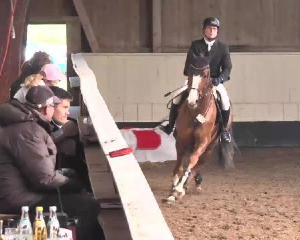 jumper Lorelei 97 (Austrian Warmblood, 2006, from Liberty)