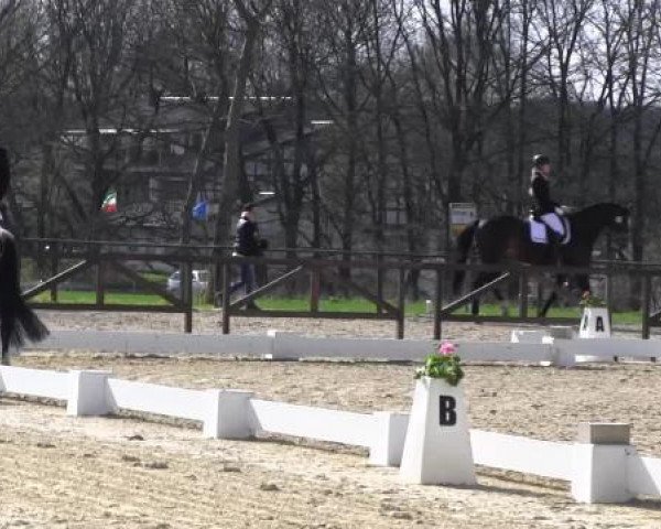 dressage horse Campari 250 (German Riding Pony, 2006, from Choco Cracker)