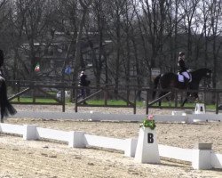 dressage horse Campari 250 (German Riding Pony, 2006, from Choco Cracker)