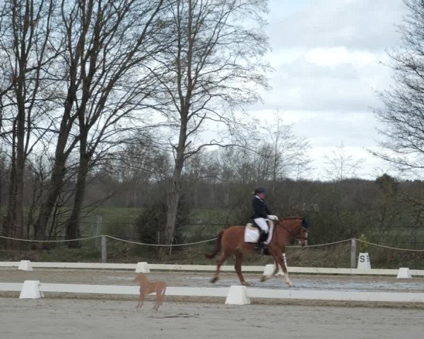 Reitturnier Scharnebeck 2021