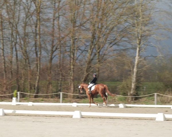 Reitturnier Scharnebeck 2021