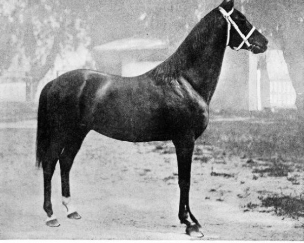stallion Cruzados xx (Thoroughbred, 1899, from Emperor of Norfolk xx) stallion Cruzados xx (Thoroughbred, 1899, from Emperor of Norfolk xx)