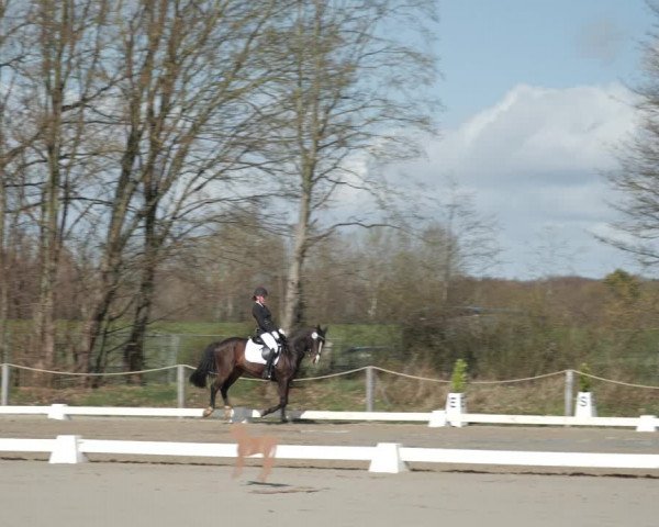 Reitturnier Scharnebeck 2021