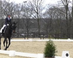 dressage horse El Amor de mi Vida (KWPN (Royal Dutch Sporthorse), 2009, from VDL Harley)