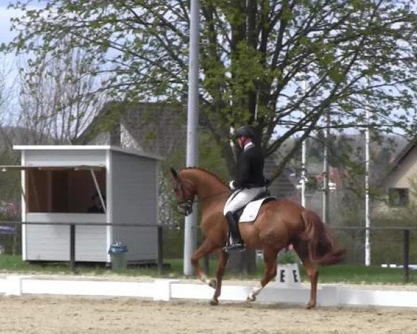 dressage horse Fabulous Treasure (Hanoverian, 2009, from Fürst Nymphenburg)