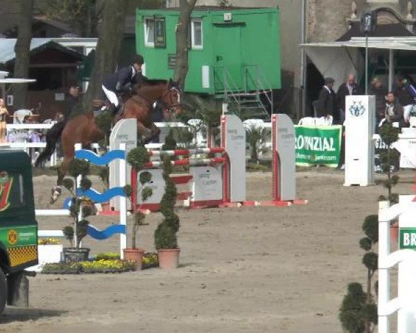 jumper Topaze de Jalesnes (Selle Français, 2007, from Le Tot de Semilly)