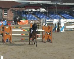 jumper Amaretas (Lithuanians Warmblood, 2006, from Aromats)