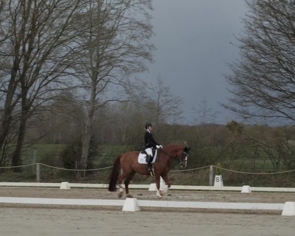 Reitturnier Scharnebeck 2021