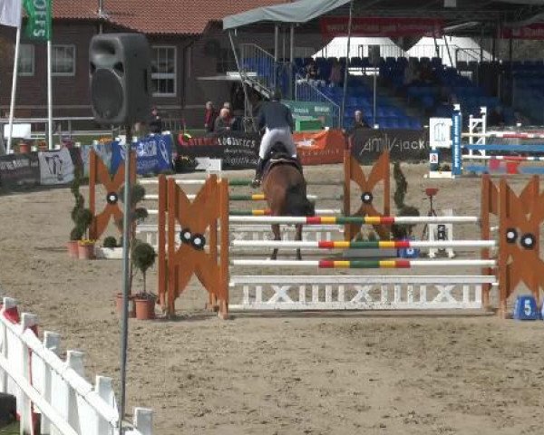 Springpferd Nombrado 2 (Holsteiner, 2006, von Nekton)