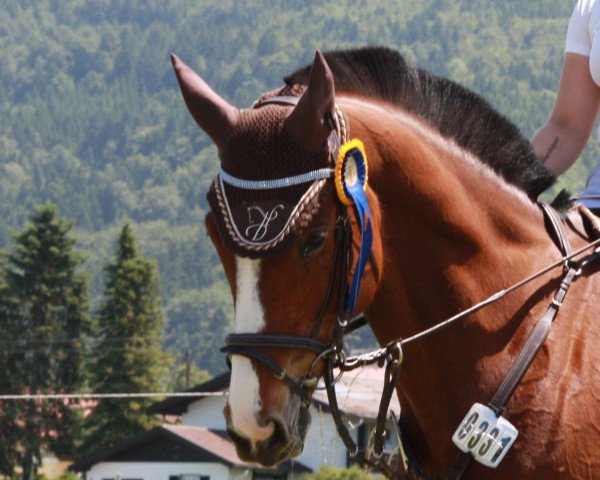 jumper Piano forte (Hanoverian, 2001, from Pilot)