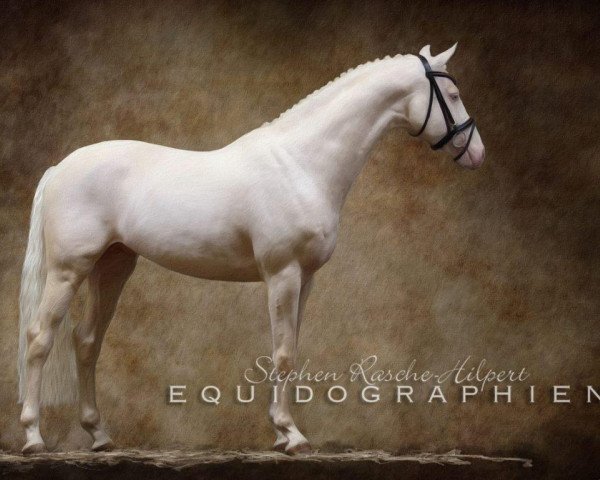 stallion Glitter N'Cream GF (German Warmblood, 2006, from Glitter of Gold xx)