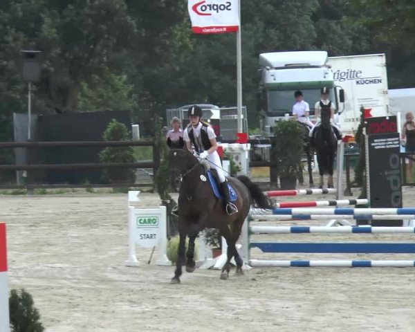 Springpferd Navaro 24 (Hannoveraner, 1998, von Natiello xx)