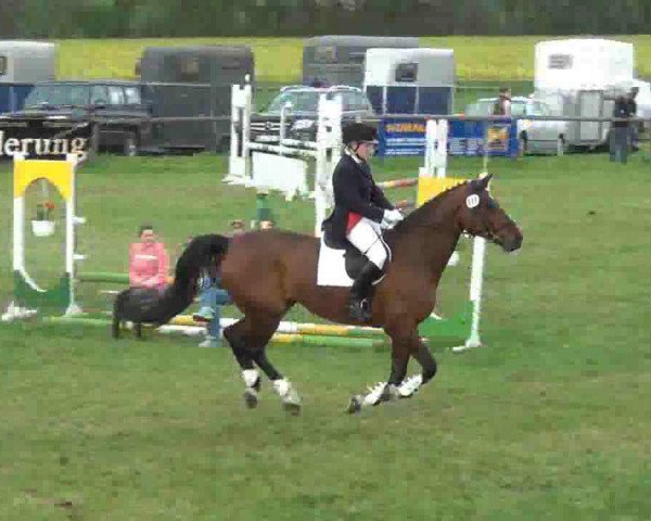 jumper Rothschild 7 (Hanoverian, 1998, from Rabino)