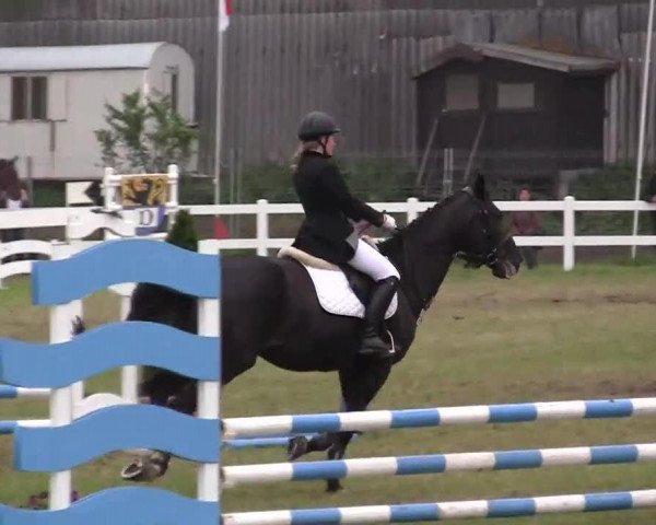 jumper Ghandia 4 (Hanoverian, 1996, from Graf Grannus)