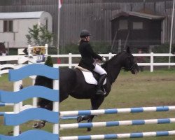 jumper Ghandia 4 (Hanoverian, 1996, from Graf Grannus)