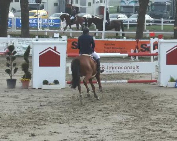 Springpferd Hermione Jean (Italienisches Warmblut, 2008, von Acorland)