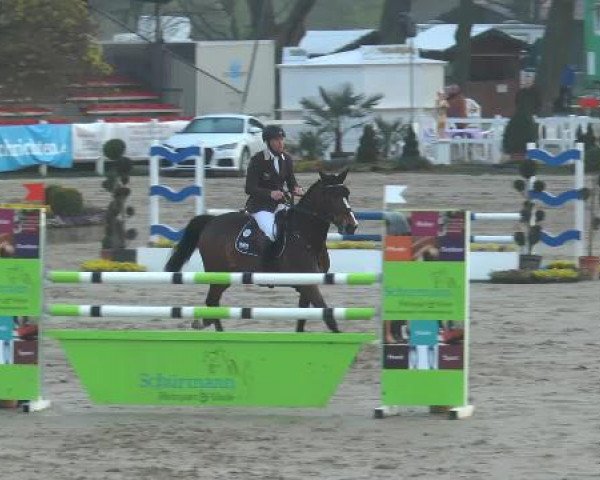 broodmare D' Ambragravin (KWPN (Royal Dutch Sporthorse), 2008, from Quasimodo Z)