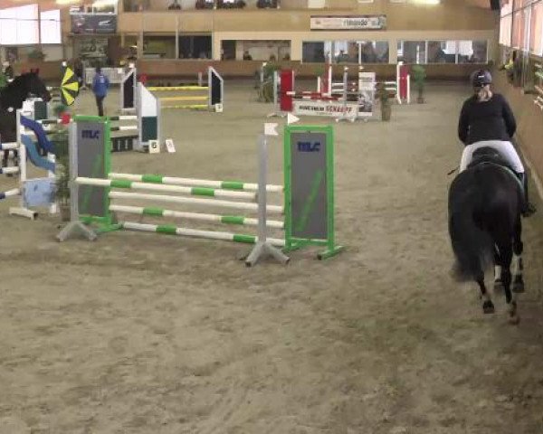 jumper Gipsy K (Hanoverian, 1991, from Glorieux)