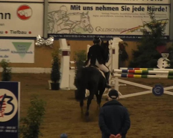 jumper Grizzu (Hanoverian, 1996, from Glorieux)