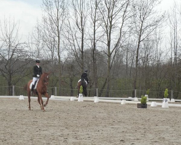 Reitturnier Scharnebeck 2021