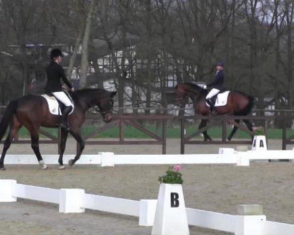 dressage horse Eternity G (Westphalian, 2009, from Estobar NRW) dressage horse Eternity G (Westphalian, 2009, from Estobar NRW)