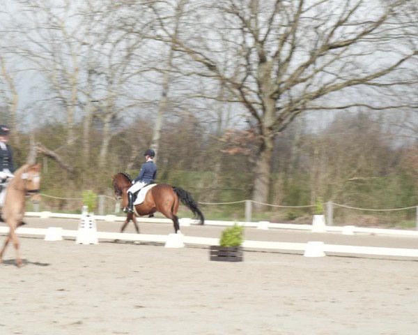 Reitturnier Scharnebeck 2021
